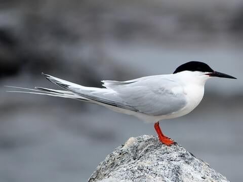 Discover the York River—home to the highest concentration of protected or endangered species in Maine