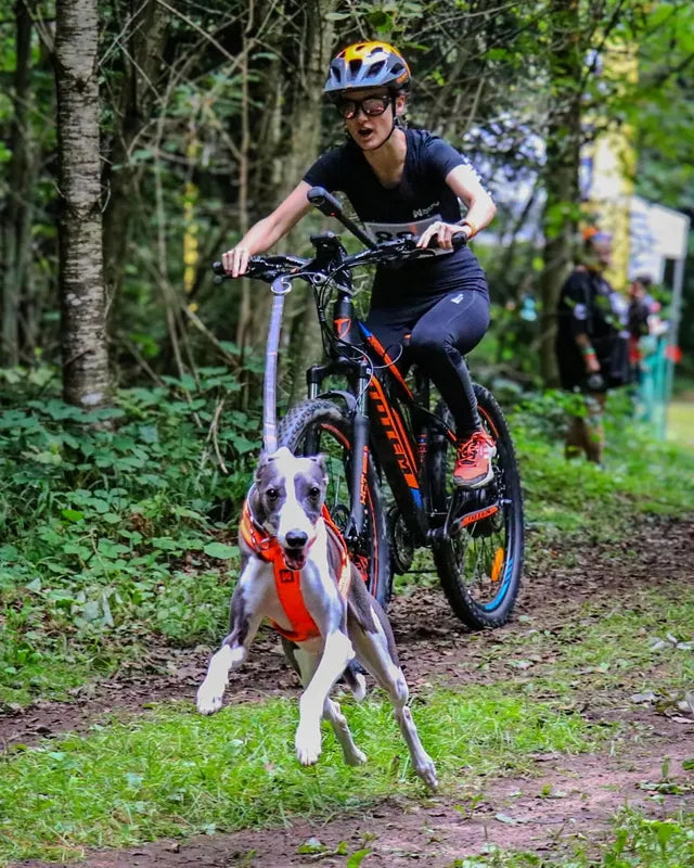 Dog Adventuring Gear