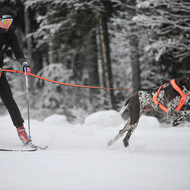 Rent Gunstock Dog Skiing Gear 