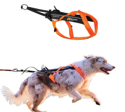 Skijoring Rental Gear including a dog with Harness