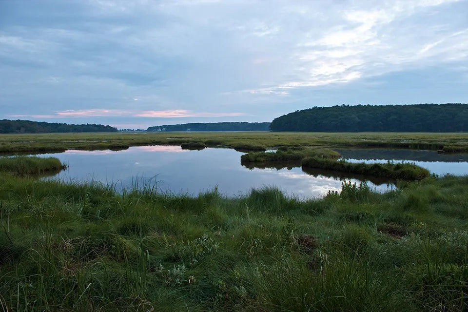 steve norris photo of rachel carson preserve
