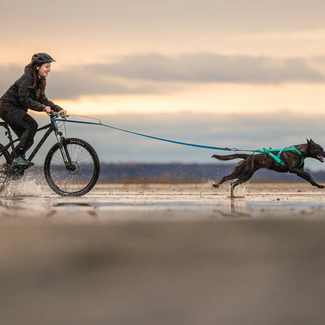 Biking with dog in Maine