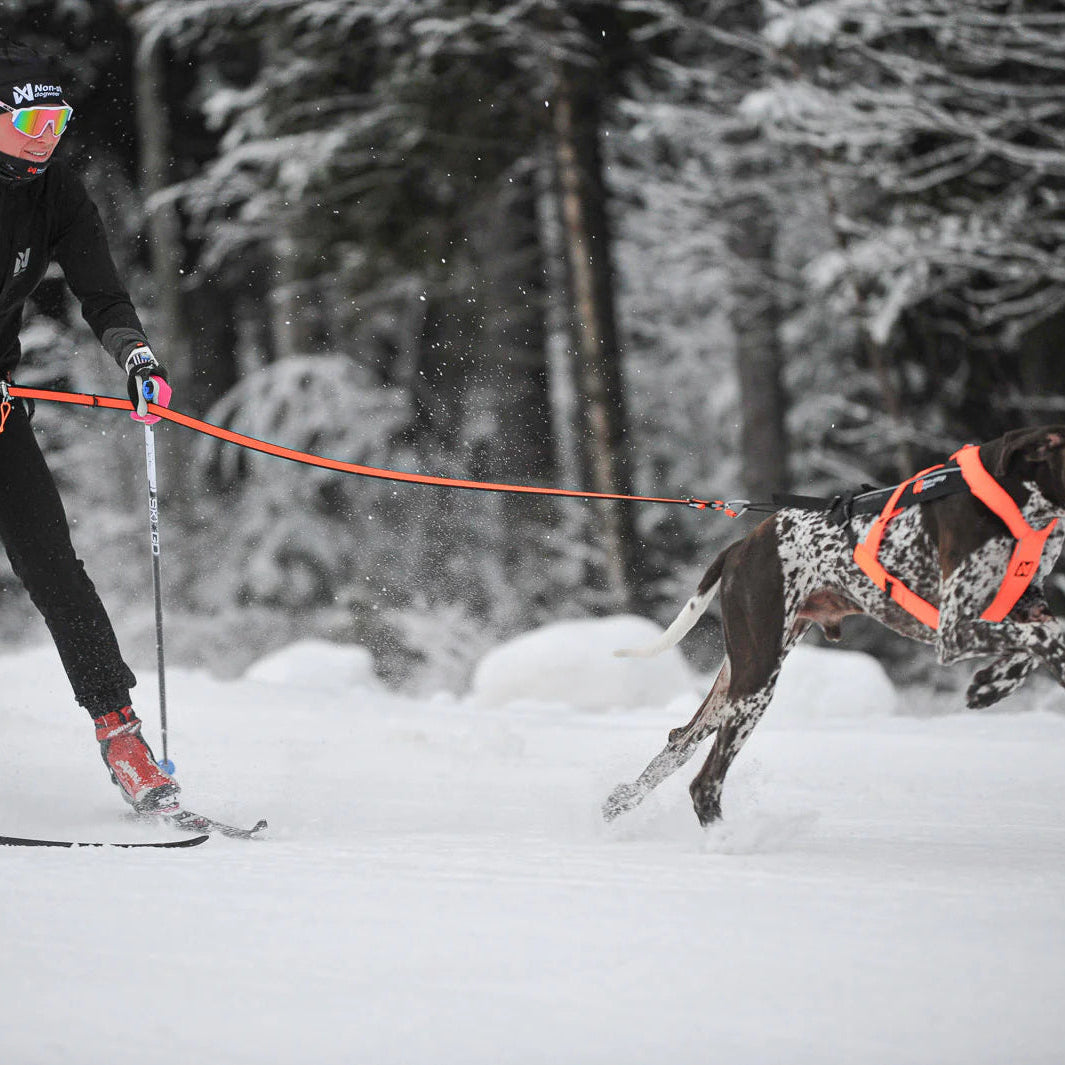Dog skiing harness, belt, and leash for rent or demo